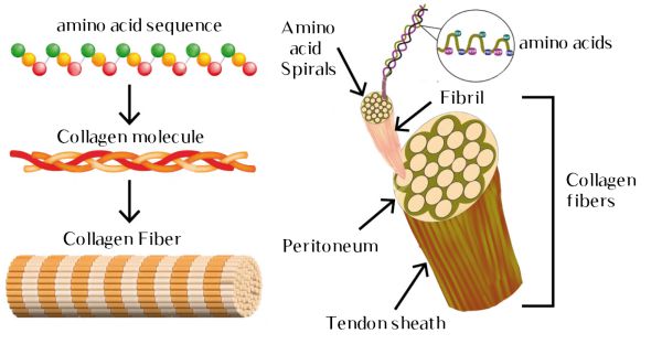 collagen trị mụn