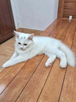 Mèo ALD trắng