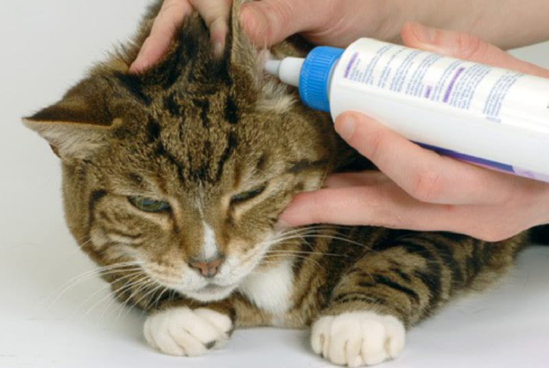 cách vệ sinh tai cho mèo