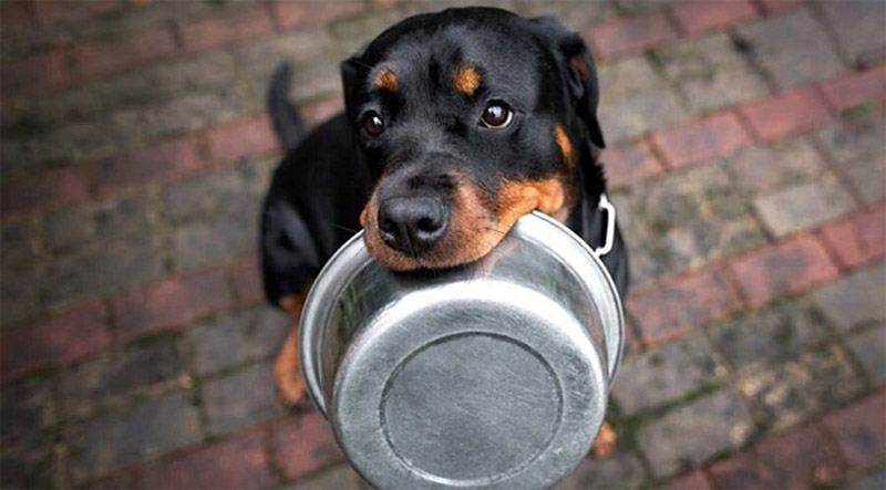 thức ăn cho chó Rottweiler