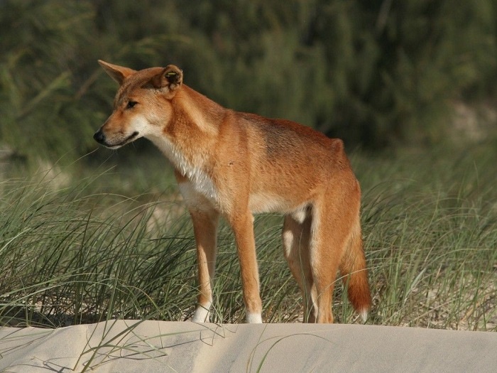 ngoại hình chó dingo