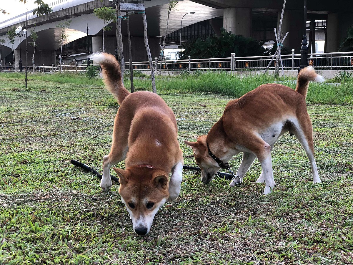 huấn luyện chó dingo