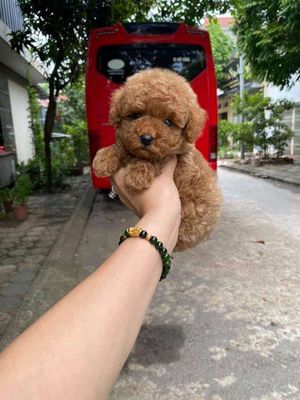 Poodle tiny thuần chủng nhà đẻ