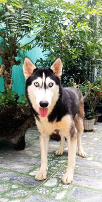 Trại Chó Hoàng Dũng. Husky Siberian