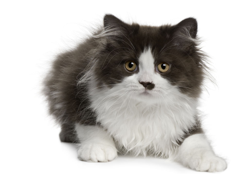 Mèo Anh lông dài sở hữu vẻ ngoài đẹp mắt, bộ lông di truyền của mèo Ba Tư