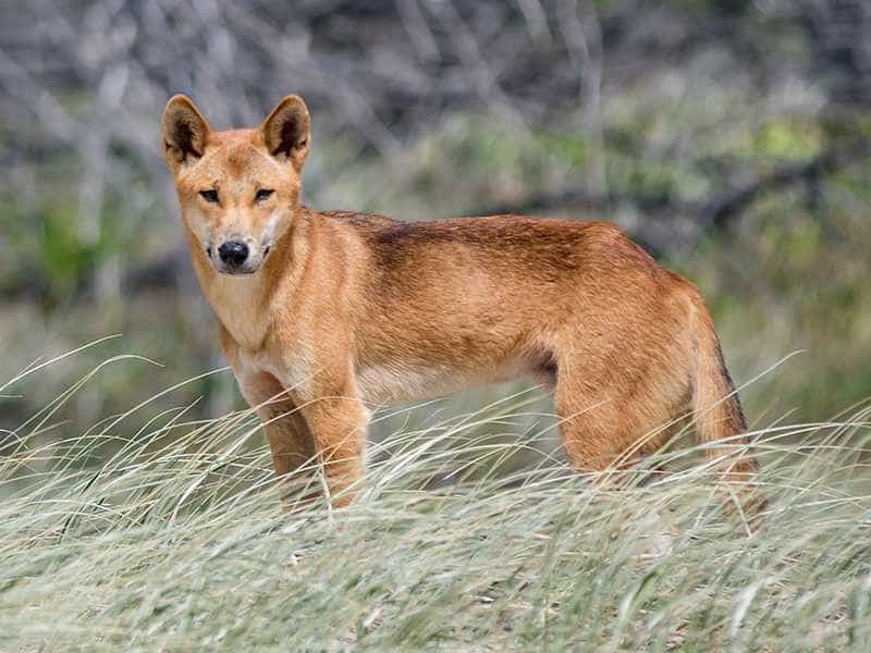 thông tin về chó dingo