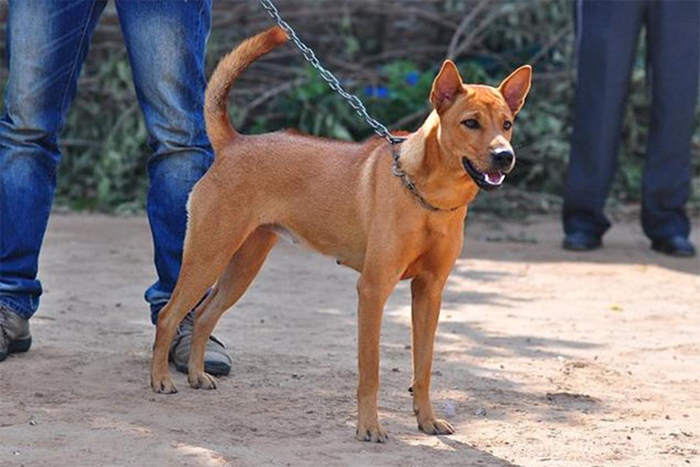 Chó ta được nuôi giữ nhà phổ biến tại Việt Nam với mức giá rẻ