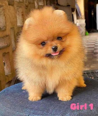 Pom ( Chó Pomeranian ) thuần chủng đủ màu