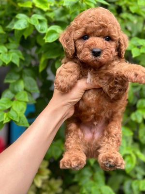 Poodle tiny thuần chủng giá siêu rẻ