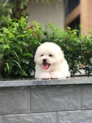 Poodle tiny thuần chủng siêu phẩm