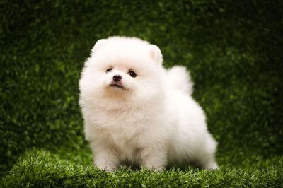 Pomeranian - Chó Phốc Sóc Thuần Chủng