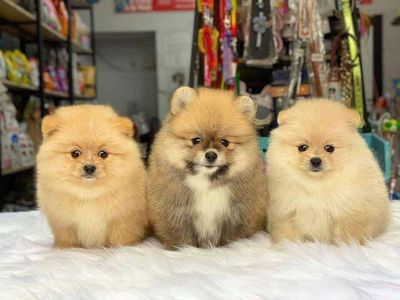 chó Phốc sóc thuần chủng ( Pomeranian ) nhiều màu