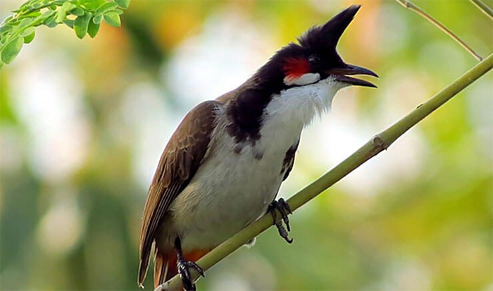 Những chú chim chào mào có hầu to sẽ có nét bền và giọng hót tốt. 