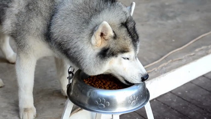 thức ăn của chó alaska