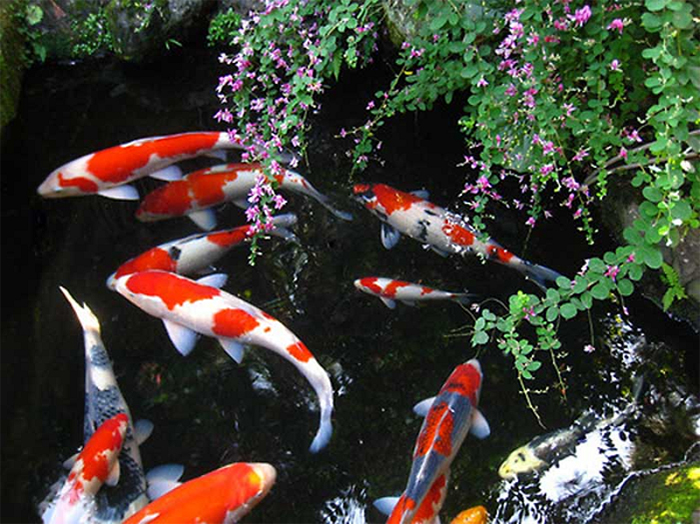 Hồ cá Koi Nhật sinh động màu sắc cho người ngắm cảm giác thư giãn