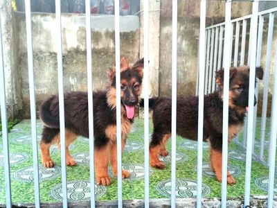 Chó Becgie Đức, Malinois, Rottweiler