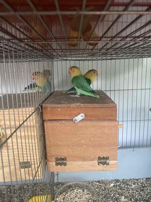 Lovebird ss màu xanh ngọc đầu vàng