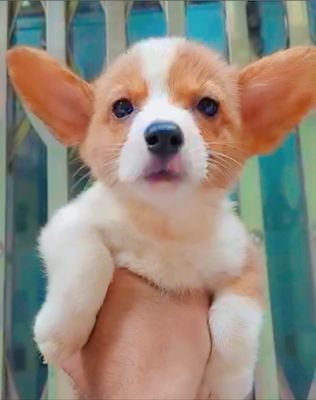 Corgi xinh tại Khương đình