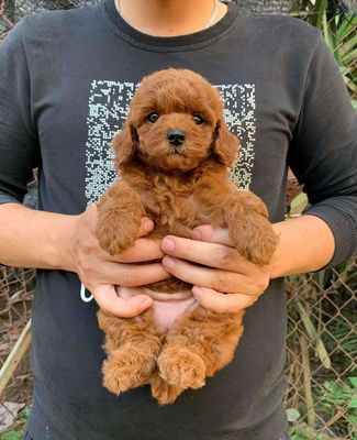 Chó Poodle thuần chủng đủ màu giá rẻ