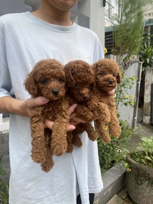 CHÓ POODLE THUẦN CHỦNG NÂU ĐỎ