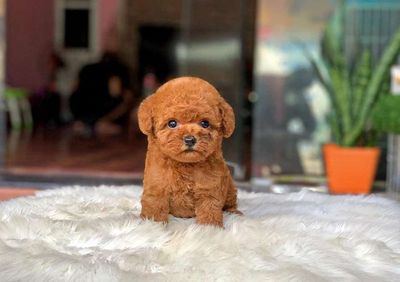 Poodle mini đủ màu