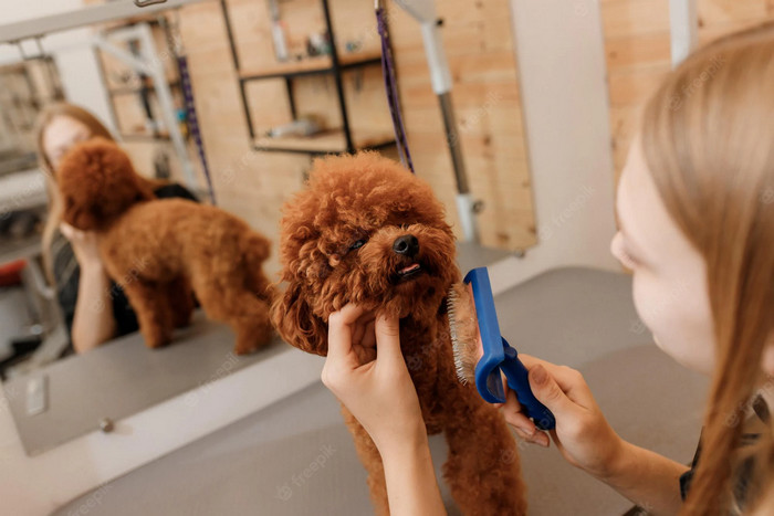 Cách tắm cho chó Poodle