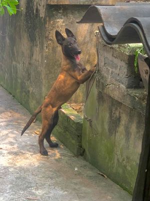 malinois- béc bỉ chó nghiệp vụ