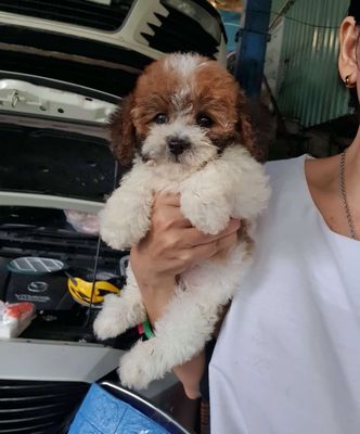 Bầy chó  Poodle thuần chủng Tiny lông dày mõm ngắn