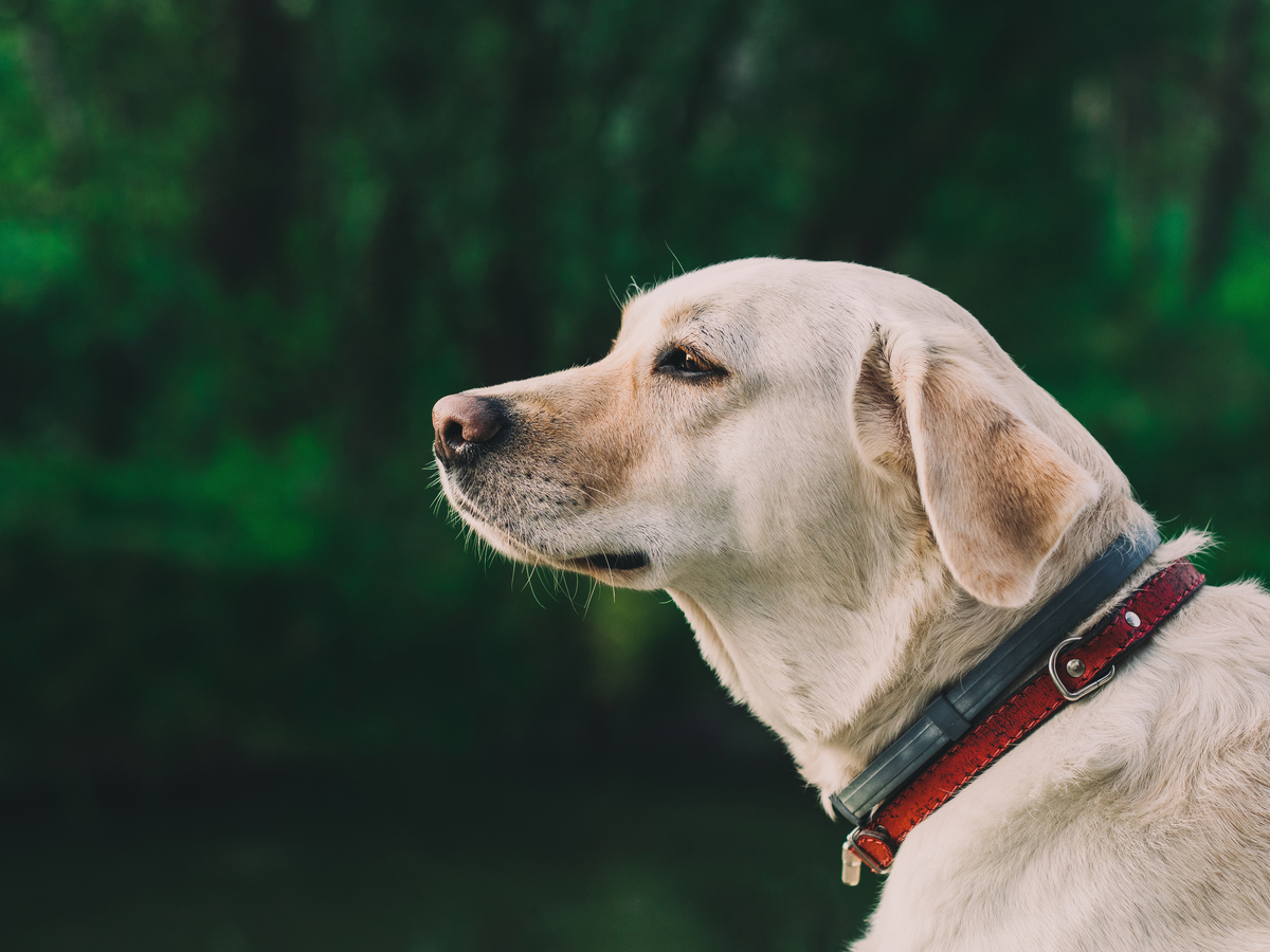 labrador là giống chó cực kỳ trung thành