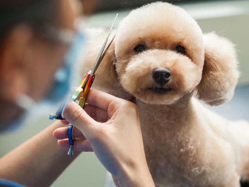 Việc tỉa lông Poodle sẽ làm tăng nét đáng yêu cho chúng