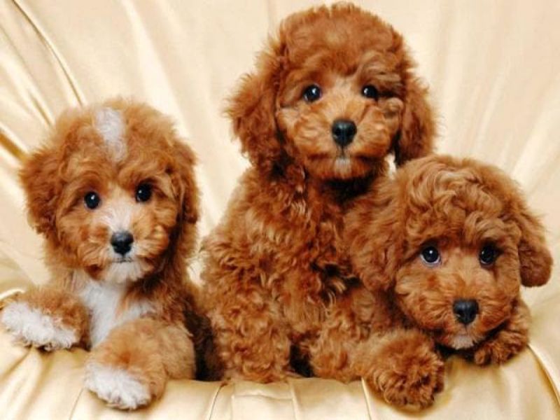 Chó Poodle được yêu thích vì vẻ ngoài đáng yêu