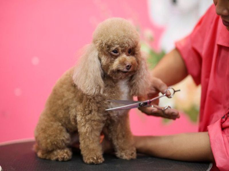 Thực hiện tỉa lông cho Poodle cũng cần nắm vững kỹ thuật