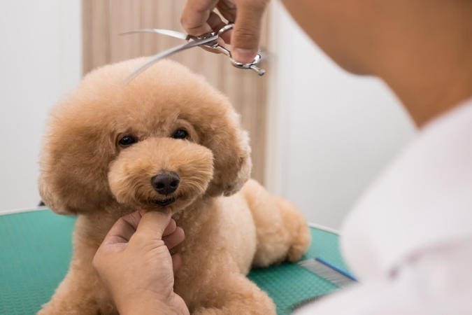 Chó Poodle lông xoăn xù rất xinh đẹp