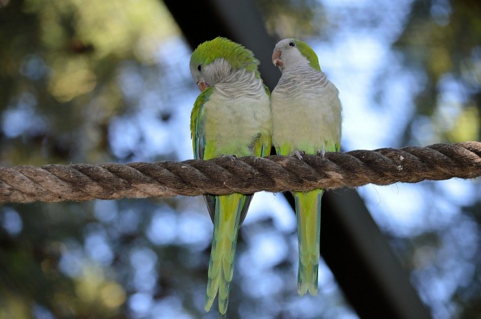 vet-lovebird-gia-bao-nhieu-2