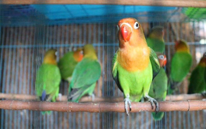 vet-lovebird-gia-bao-nhieu-1