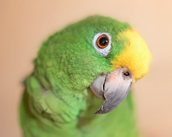 vet-lovebird-gia-bao-nhieu-3