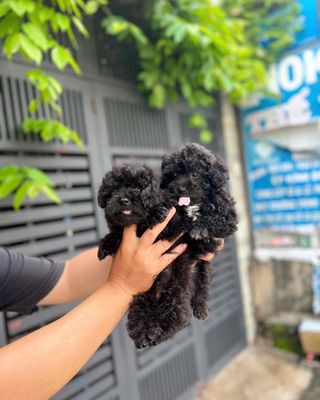 POODLE Đen Béo Ú U