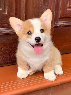 chó Corgi thuần chủng mông to tròn