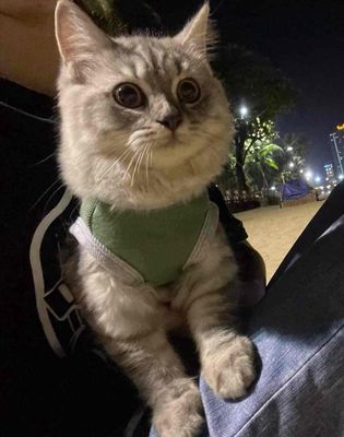 mèo anh lông dài siver tabby