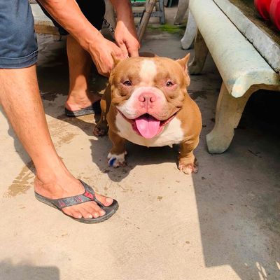 MỞ PHỐI Bully exotic SHORT BODY