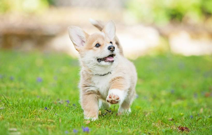 tên hay ý nghĩa cho corgi