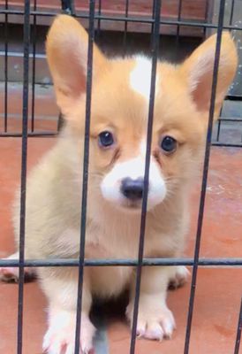 Corgi nhà đẻ khỏe mạnh