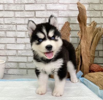 Husky Ngáo Màu Đen Trắng