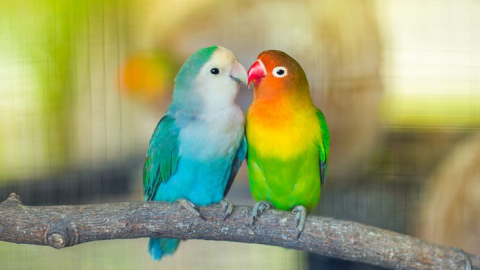 vet-lovebird-gia-bao-nhieu-4