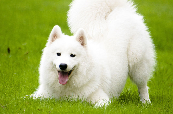 Tên hay cho chó  Chó Samoyed