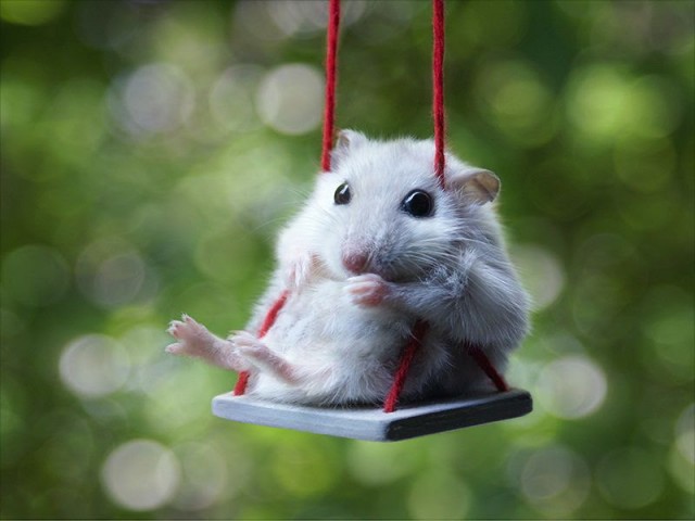 Hamster Cambell