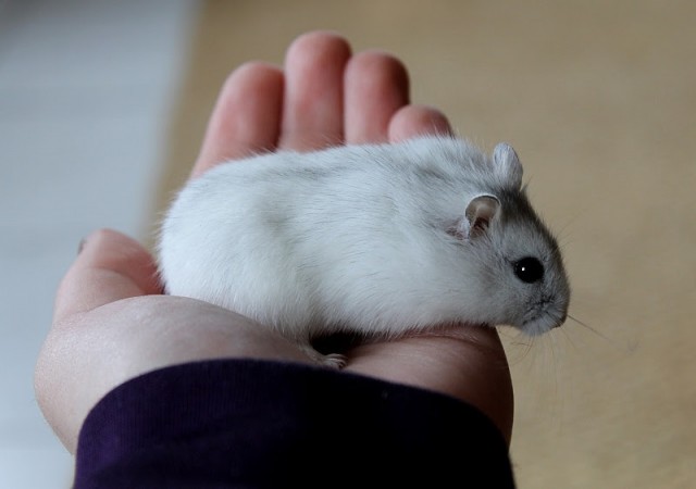 Hamster Winter White