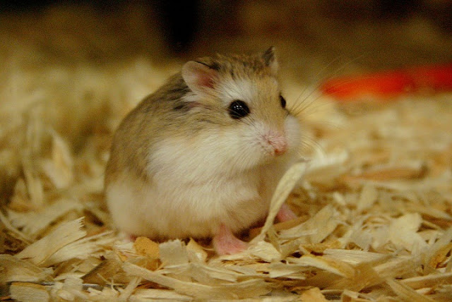 Chủ động phòng tránh các bệnh hay mắc để bé Hamster luôn khỏe mạnh