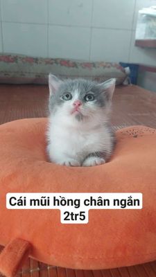 Aln chân ngắn giá tùy bé