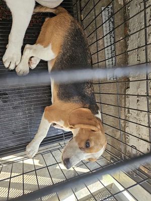 Tìm nhà mới cho em cún cái beagle